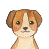 Cão