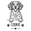 Spaniel da Bretanha