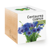 Centáurea