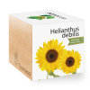 Girasol