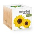 Girasol