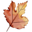 Folha de outono