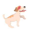 Cão1