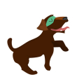 Cão3