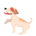 Cão4