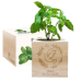 EcoCube gravado pomba batismo