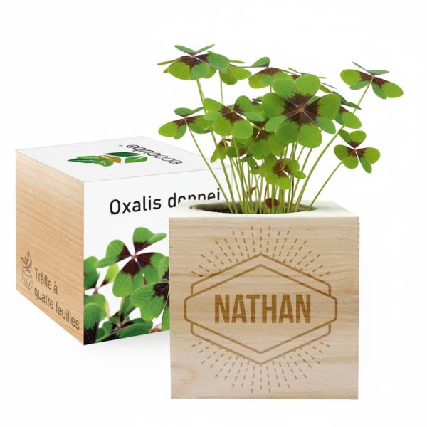 EcoCube personalizado Nome