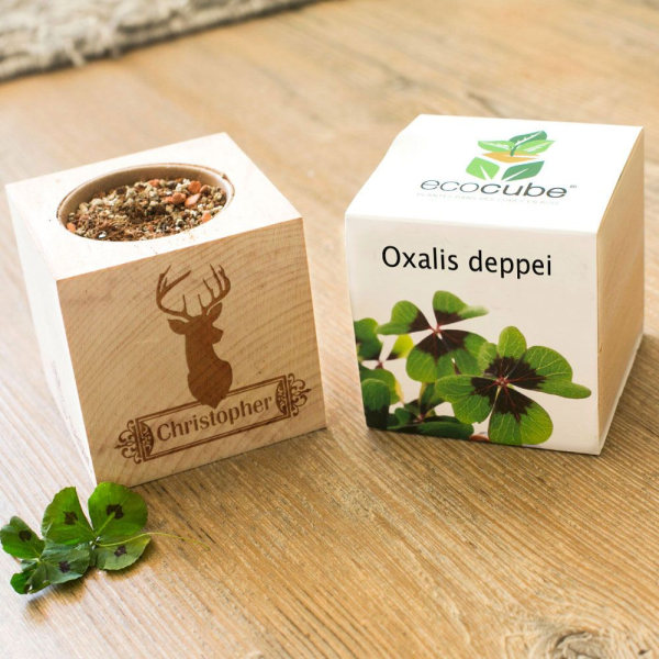EcoCube personalizado Cervo