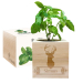 EcoCube personalizado Cervo